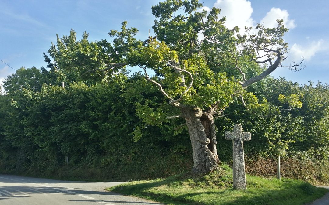 Dartmoor 365, R16, Stumpy Oak and Hawson Cross